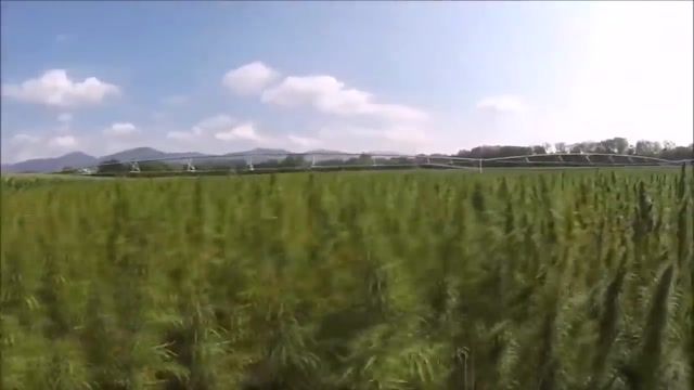 МыЗаБудущее.РФ КОНОПЛЯ ЗАПРЕЩЕНА НЕФТЯНЫМИ МАГНАТАМИ. Как прикрыли САМОЕ ПОЛЕЗНОЕ РАСТЕНИЕ в мире.mp4